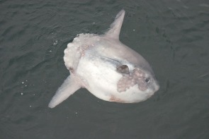 Sunfish